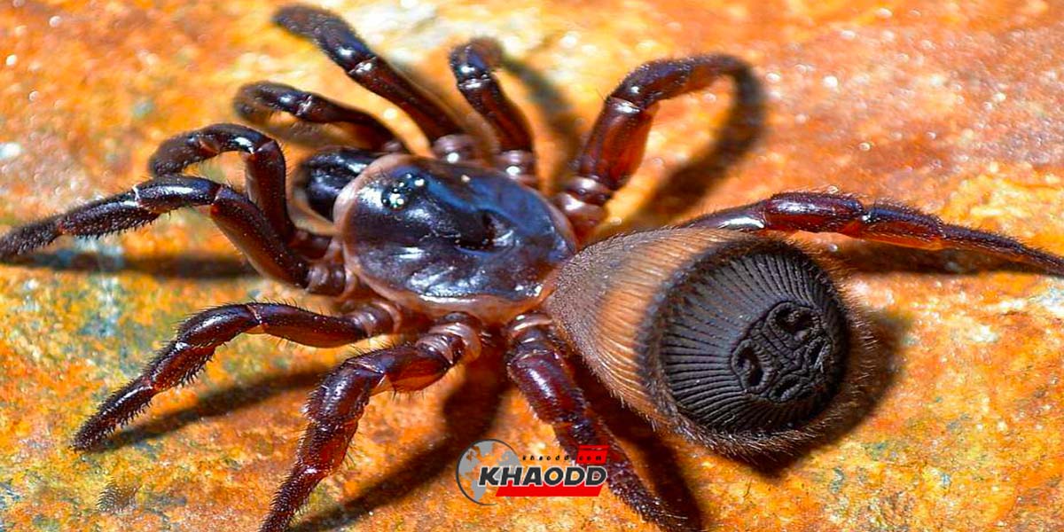 golden trapdoor spider