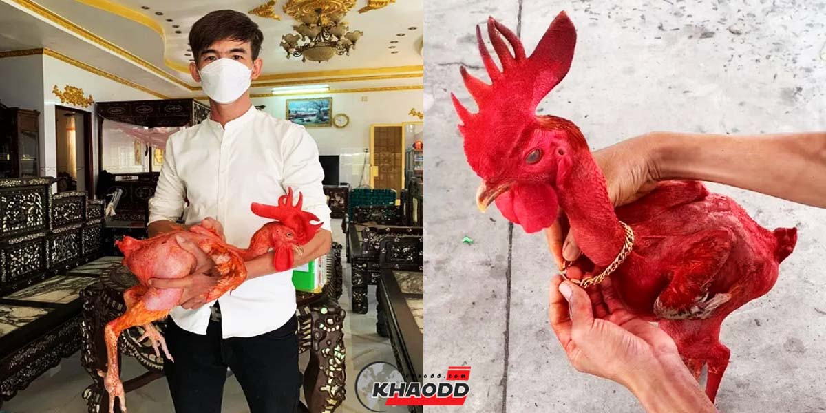 ไก่ไร้ขน กลายพันธุ์สุดแปลก ชอบกินผลไม้โดยเฉพาะทุเรียน พฤติกรรมเหมือนคน