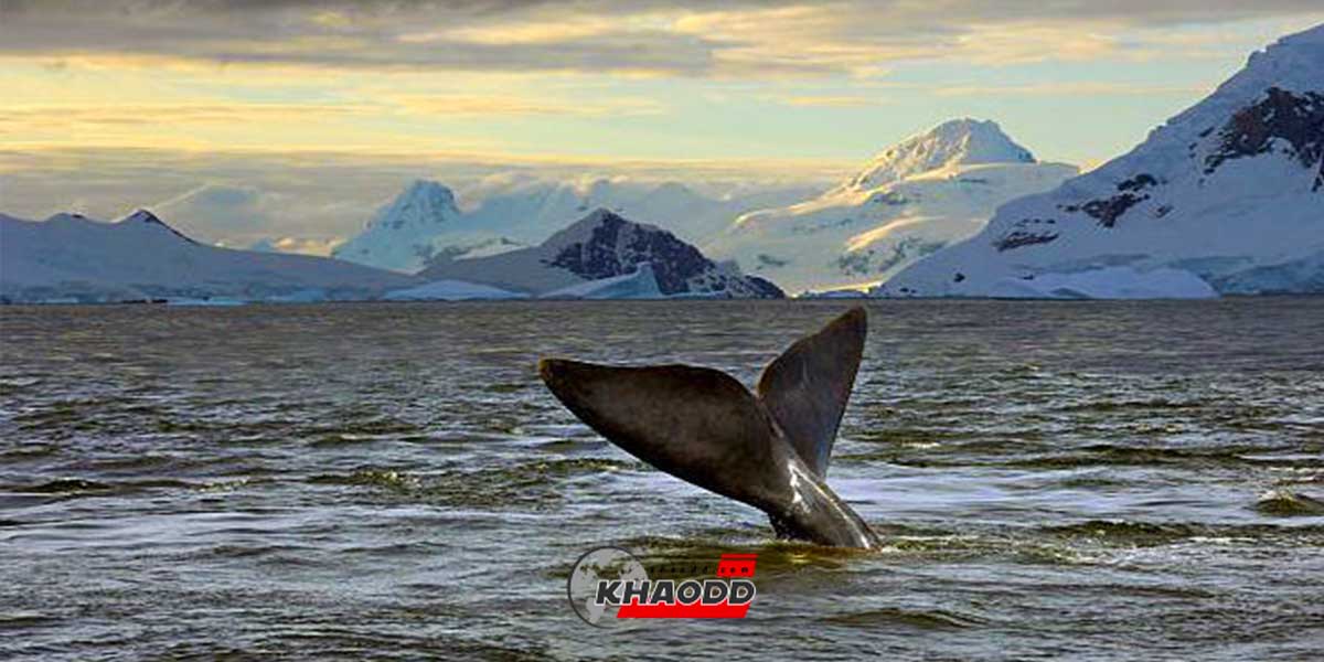กระแสน้ำเย็นหล่อเลี้ยง “สิ่งมีชีวิต” ของ Antarctic ให้มีชีวิตอยู่ได้