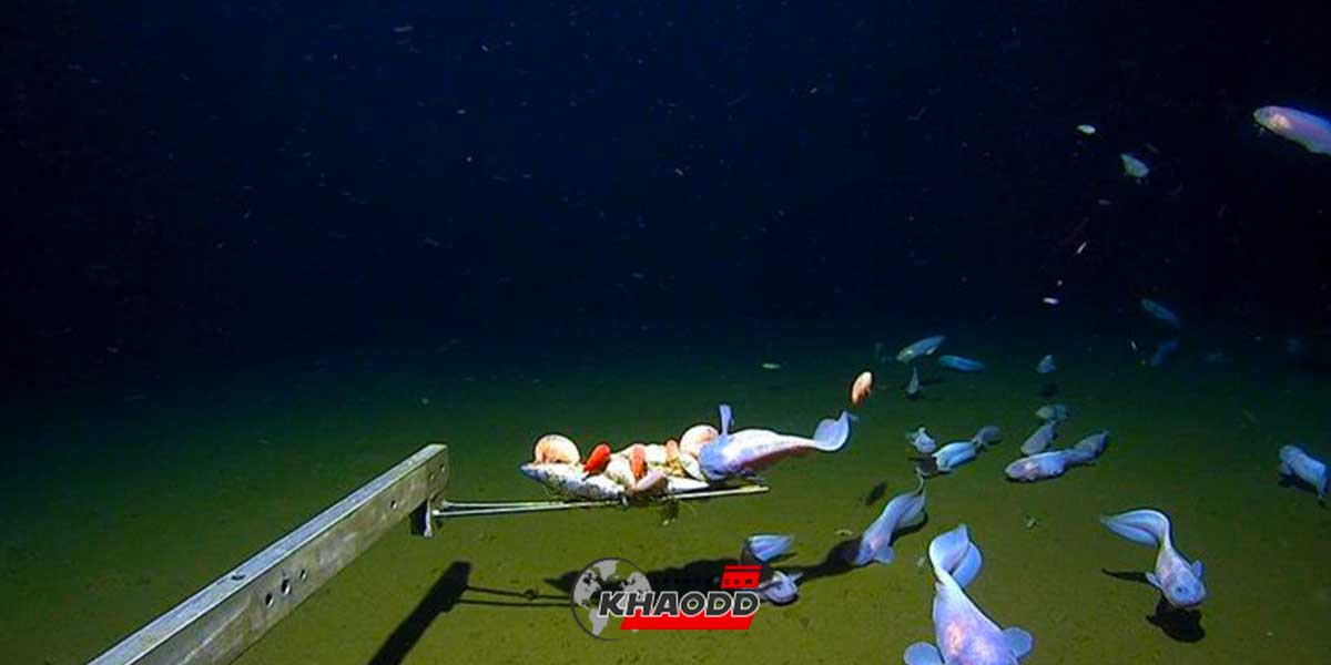 ค้นพบ “ปลา” ใต้ทะเลลึก ว่ายน้ำอยู่ใต้ผืนสมุทรที่ลึกมากที่สุดในโลก