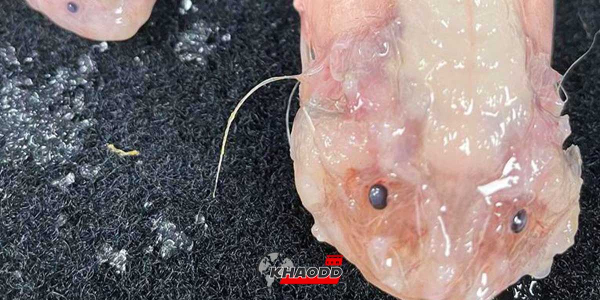 “Snailfish” ชนิดที่เรียกกันว่า Pseudoliparis