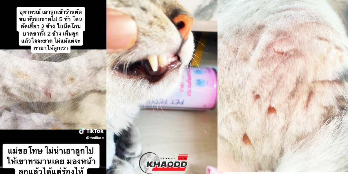 บัญชีผู้ใช้ tiktok @thalika.s แมวถูกตัดหัวนม และเขี้ยวหัก 2 ซี่ 