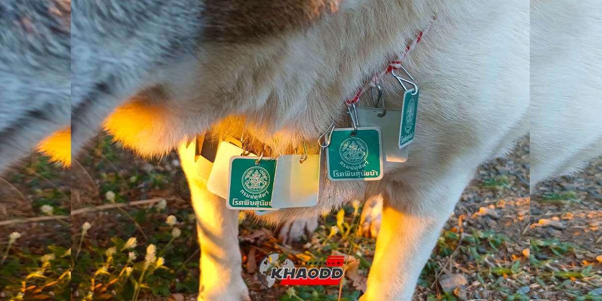 น้องหมา “ตัวแทน” หมู่บ้าน เพราะได้ป้าย “พิษสุนัขบ้า” เกือบ 10 คล้องคอ