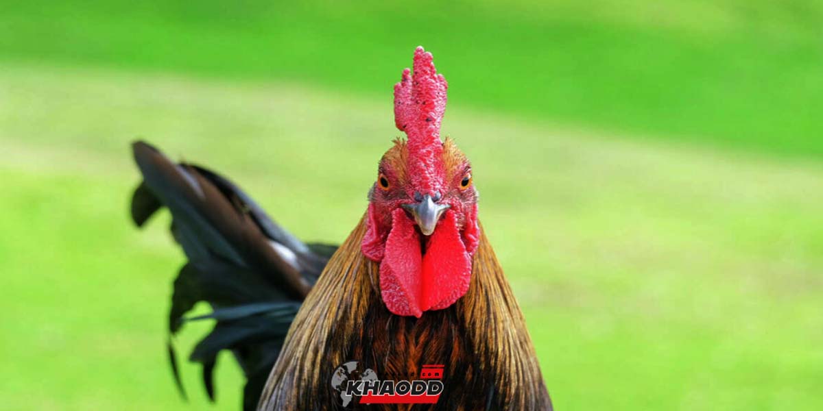 ภาพประกอบข่าวเกี่ยวกับ ไก่