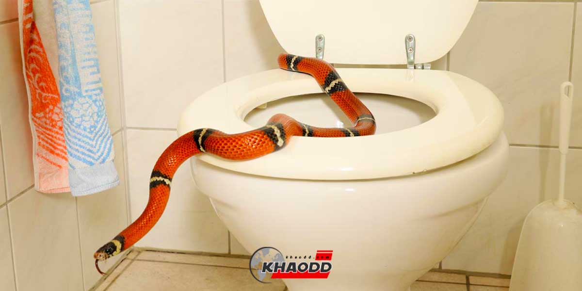 ไขปริศนาคาใจ!?ทำไม “งู” ชอบอยู่ในโถ้ส้วม ชอบอยู่ในห้องน้ำ!!มันเป็นเพราะอะไรกัน
