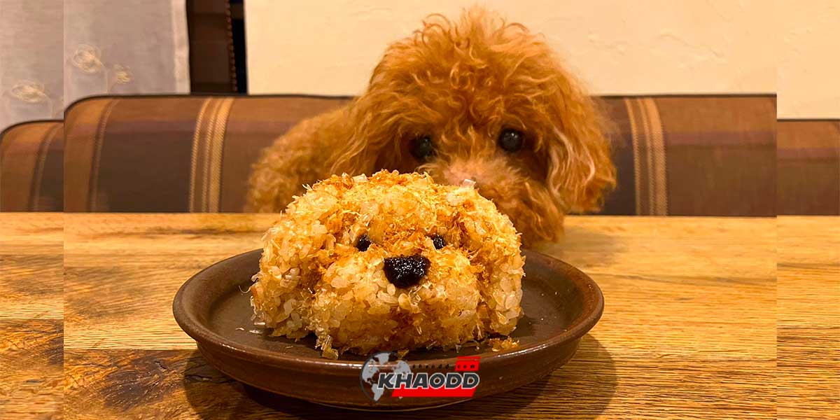 ข้าวปั้น รูปหมา จากฝีมือของคนญี่ปุ่นที่เหมือนหมากมาก!!