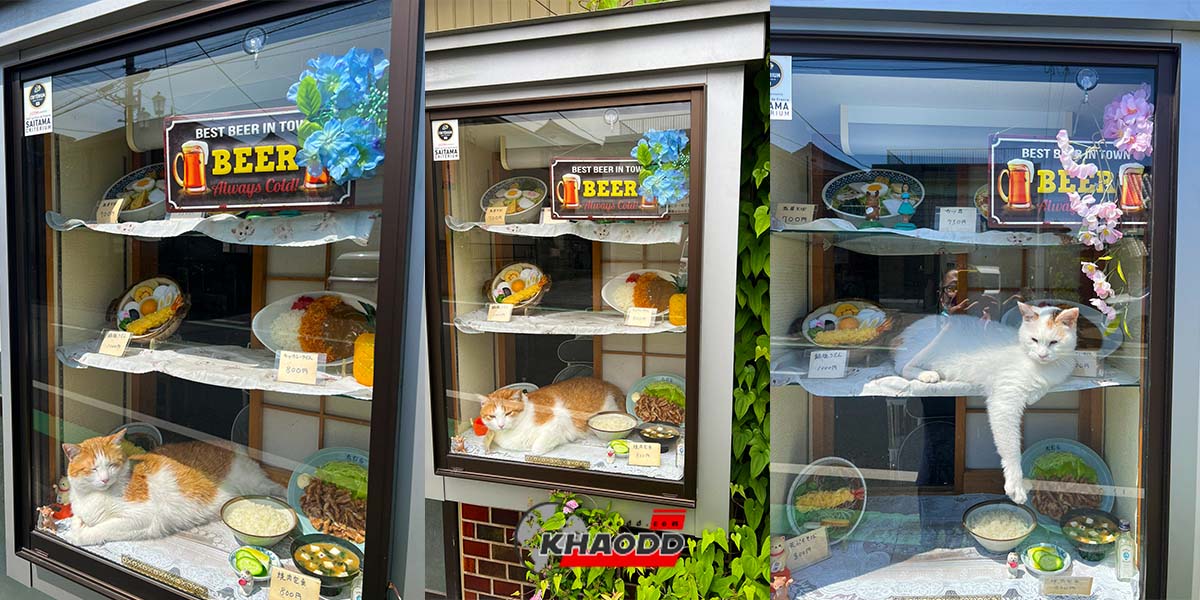 รุ่นนี้ดีจริง!! “แมวกวัก” ของแท้ร้านโซบะ ที่ทาสแมวให้ความสนใจเป็นอย่างมาก!!