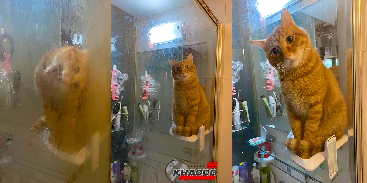 ทาสหนุ่มแก้ปัญหา “น้องแมว” ปีนกำแพงแอบดูตอน “อาบน้ำ” ด้วยวิธีนี้!!