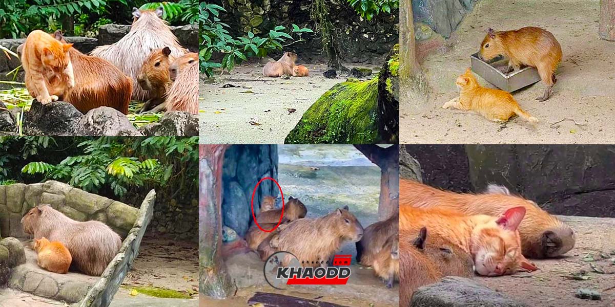 แมวส้มเข้าฝูงคาปิบาร่า ในสวนสัตว์ Zoo Negara ทำนักท่องเที่ยวฮือฮามาก