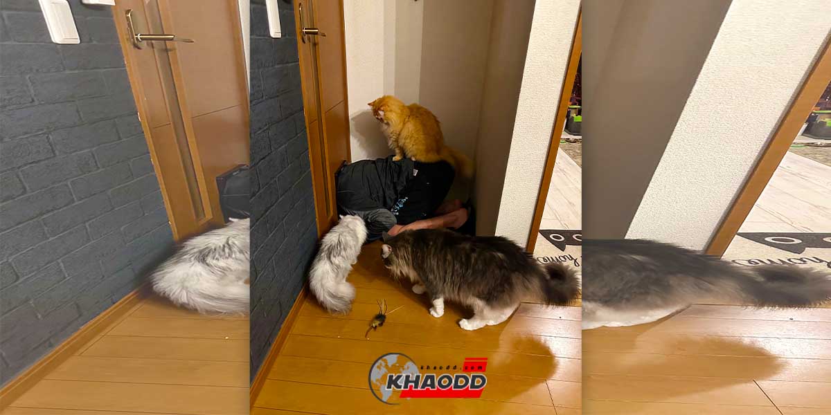 ทาสสอนแมวใช้ประตูลอด แต่หัวดั๊นไปติด! ลำบากแมวต้องเดินมามุงดูอีก