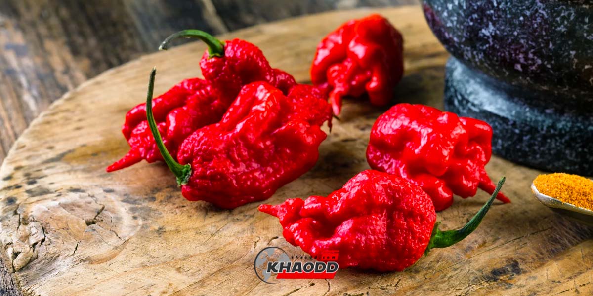 8พริกที่เผ็ดที่สุดในโลก Carolina Reaper