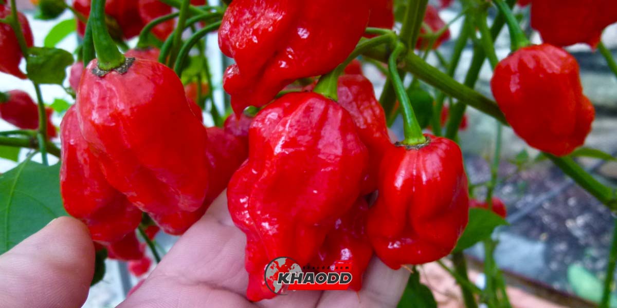 พริก Trinidad Scorpion Butch T