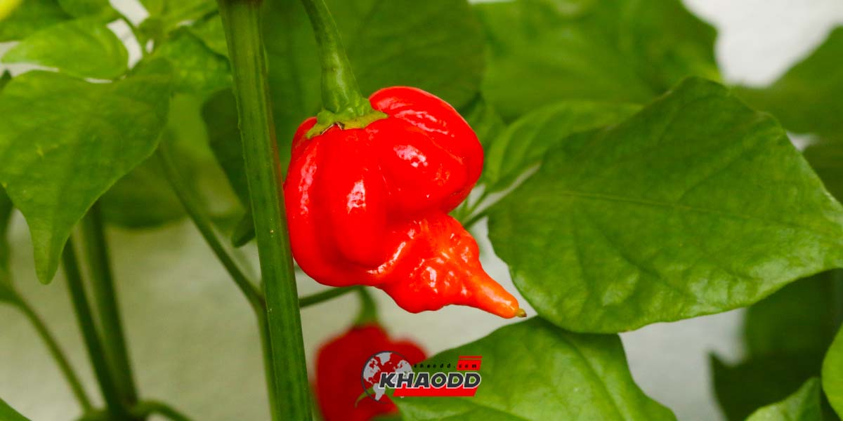 Trinidad Moruga Scorpion