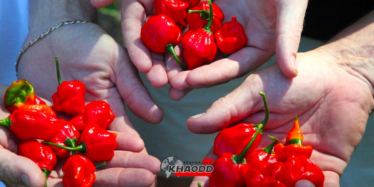 8พริกที่เผ็ดที่สุดในโลก-Ghost Pepper