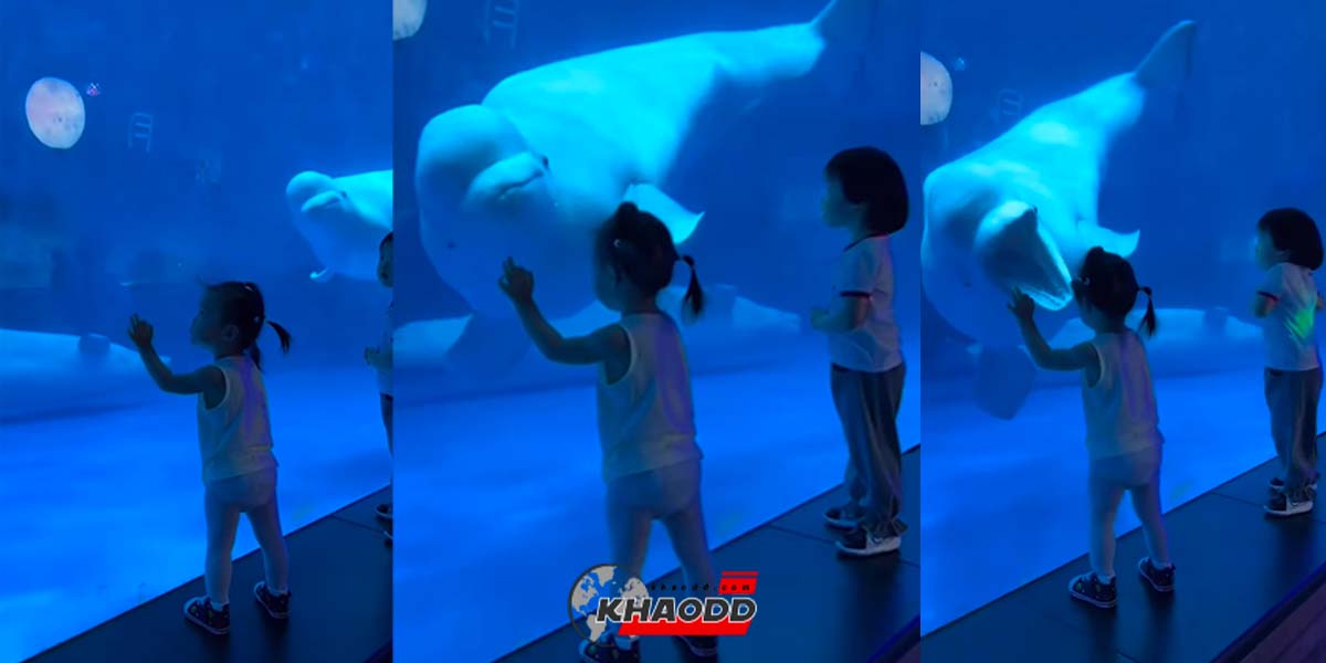 วาฬเบลูกา “แกล้ง” เด็กน้อยจนร้องไห้ ก่อนจะกลับมาดูว่าน้องร้องไห้ทำไมฮร่าๆ