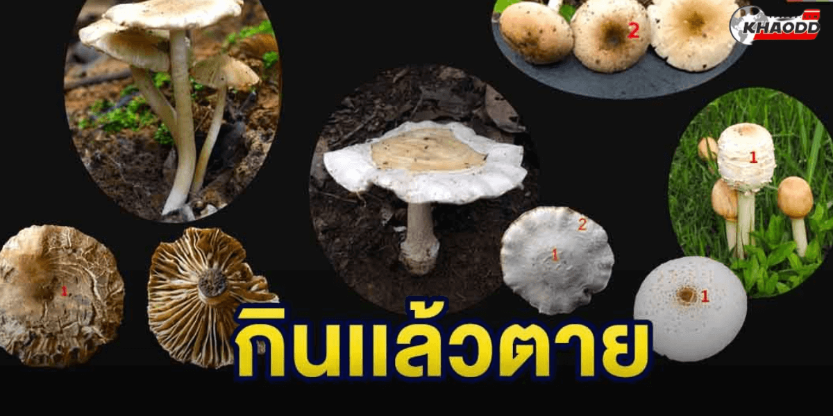 แนะนำ เห็ดมีพิษ ที่ห้ามทาน