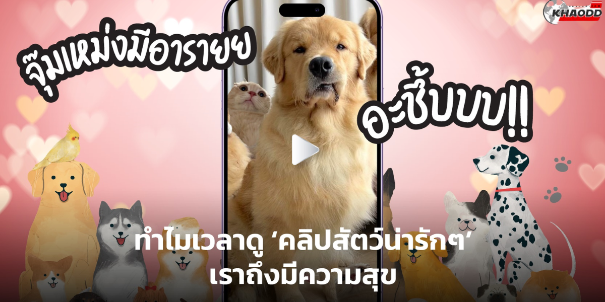 ‘คลิปสัตว์น่ารักๆ’