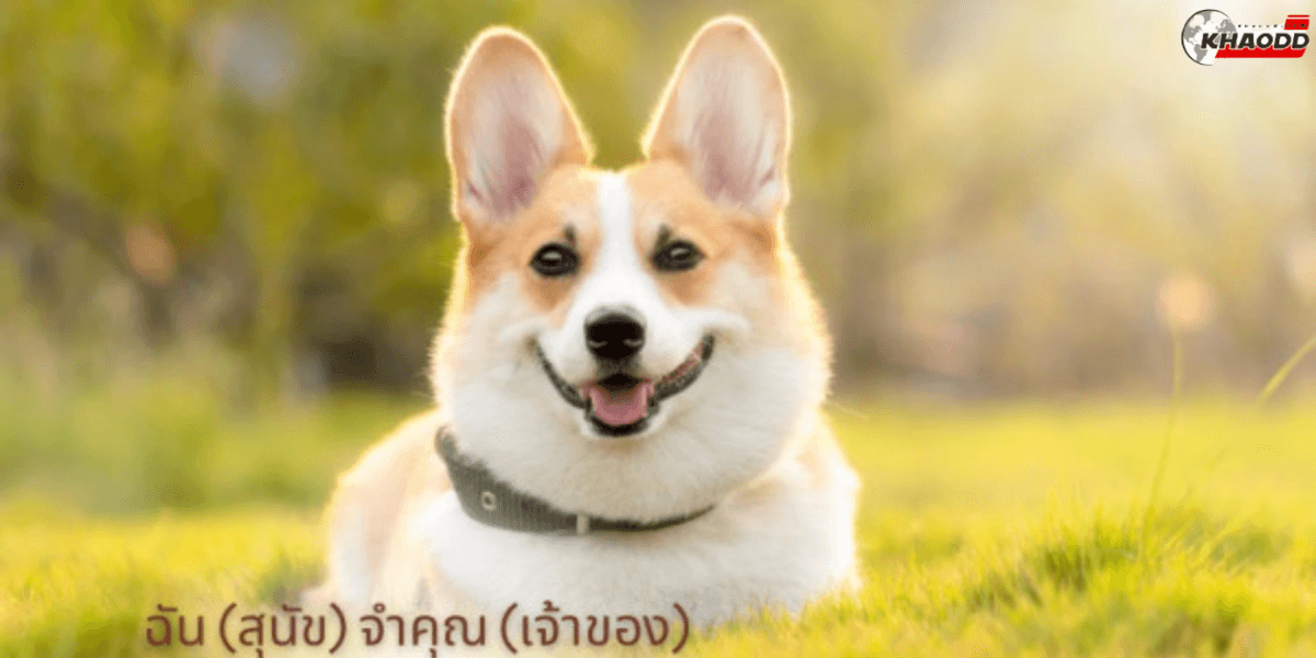 ทำไม _สุนัข_ จำเสียงรถ