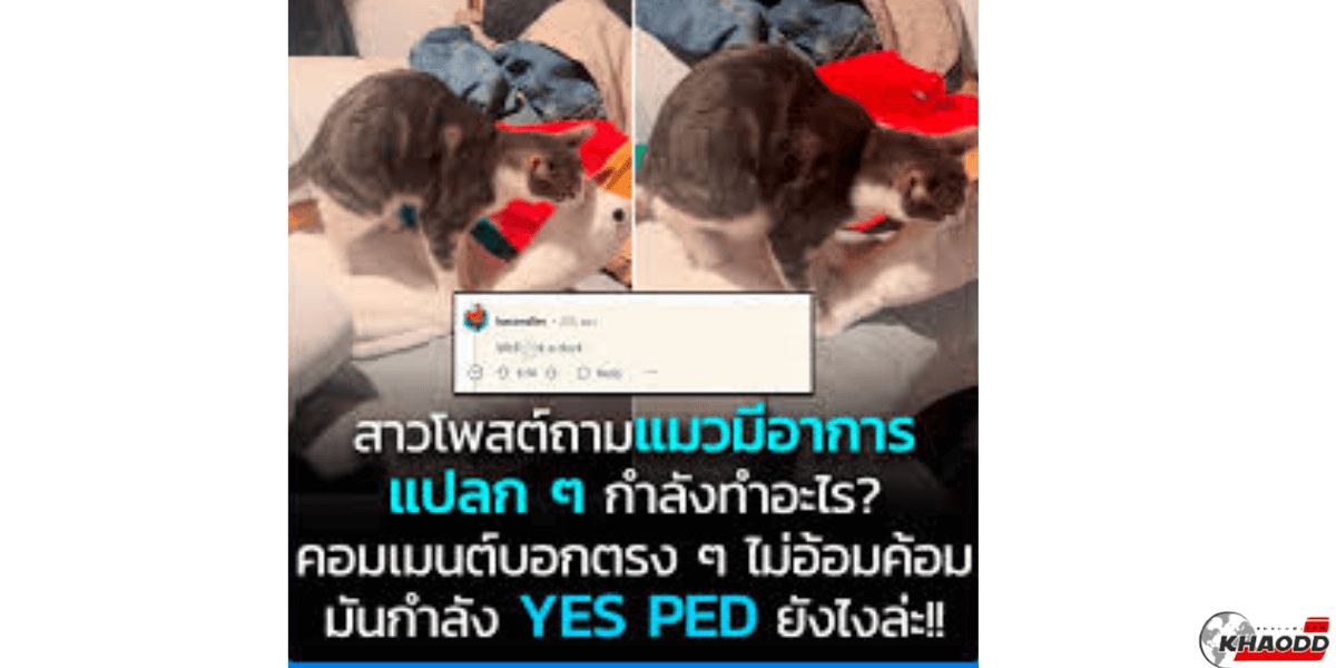 แมวมีอาการแปลกๆ มันกำลัง YES PED ยังไงล่ะ!!