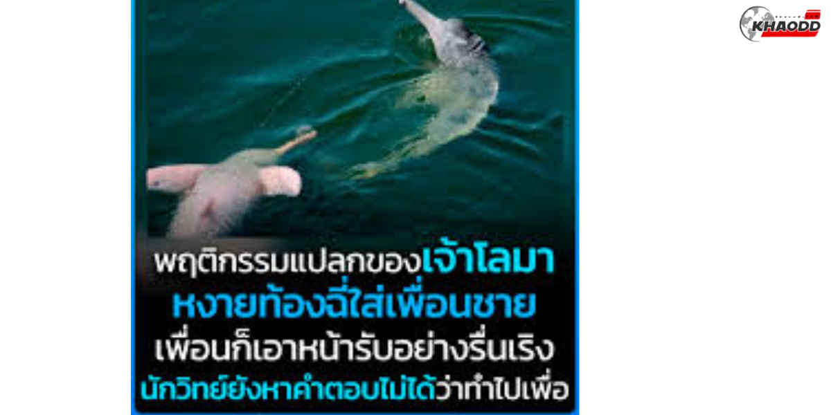 พฤติกรรมแปลกของเจ้าโลมา หงายท้องฉี่ใส่เพื่อนชาย