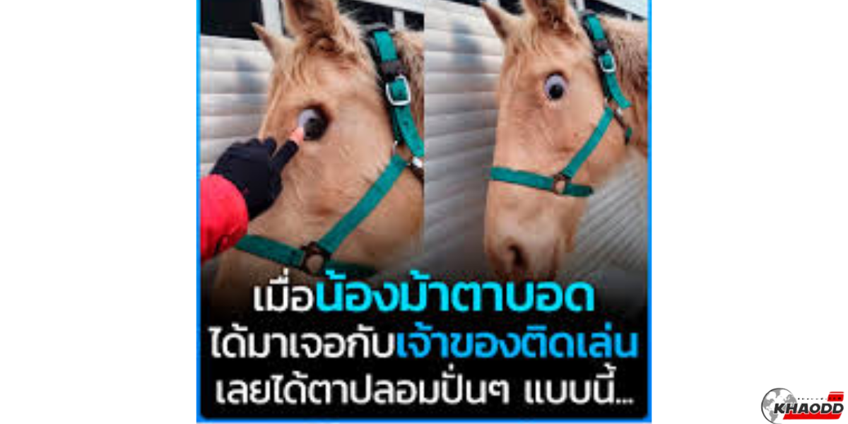 เมื่อน้องม้าตาบอด (2)