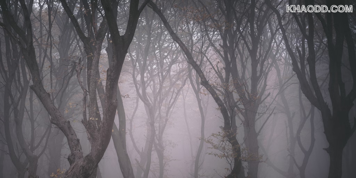The Suicide Forest of Hoia Baciu (โรมาเนีย)
