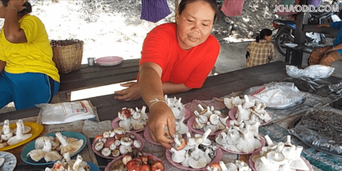 ชาวบ้านห้วยลาดเก็บเห็ดป่าขายริมถนน (2)