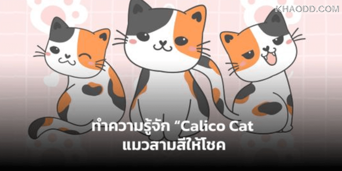ชาวราศี 12 กับพันธุ์แมวที่เสริมเฮง (2)