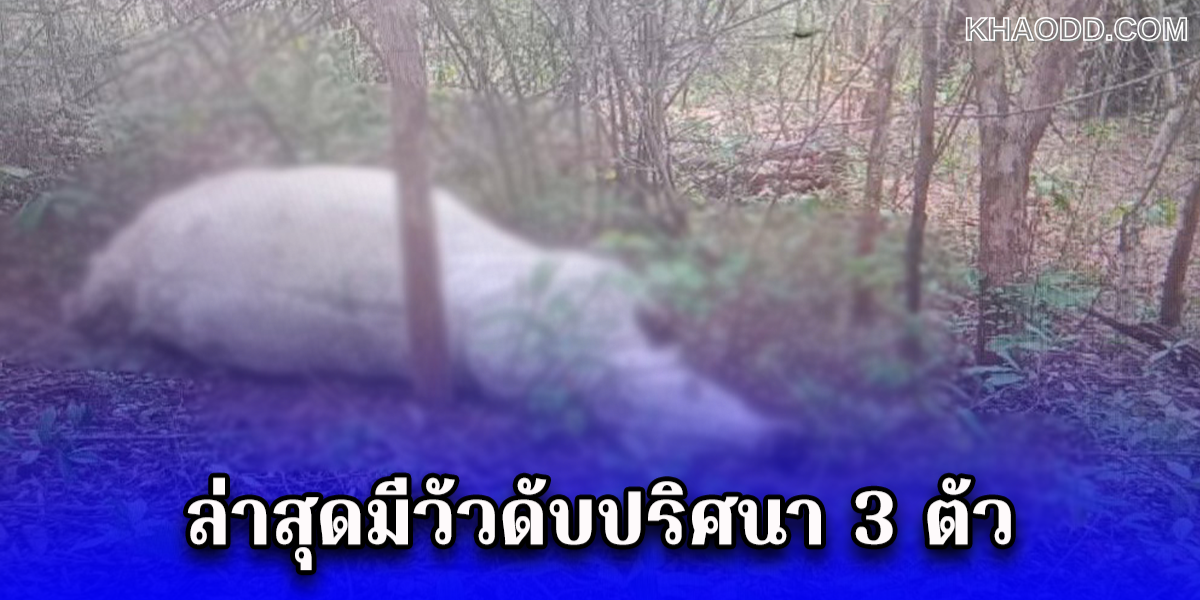 ชาวเลยผวา! วัวตายปริศนาในป่าละเมาะ 3 ตัวห่างกันไม่เกิน 20 เมตร (2)