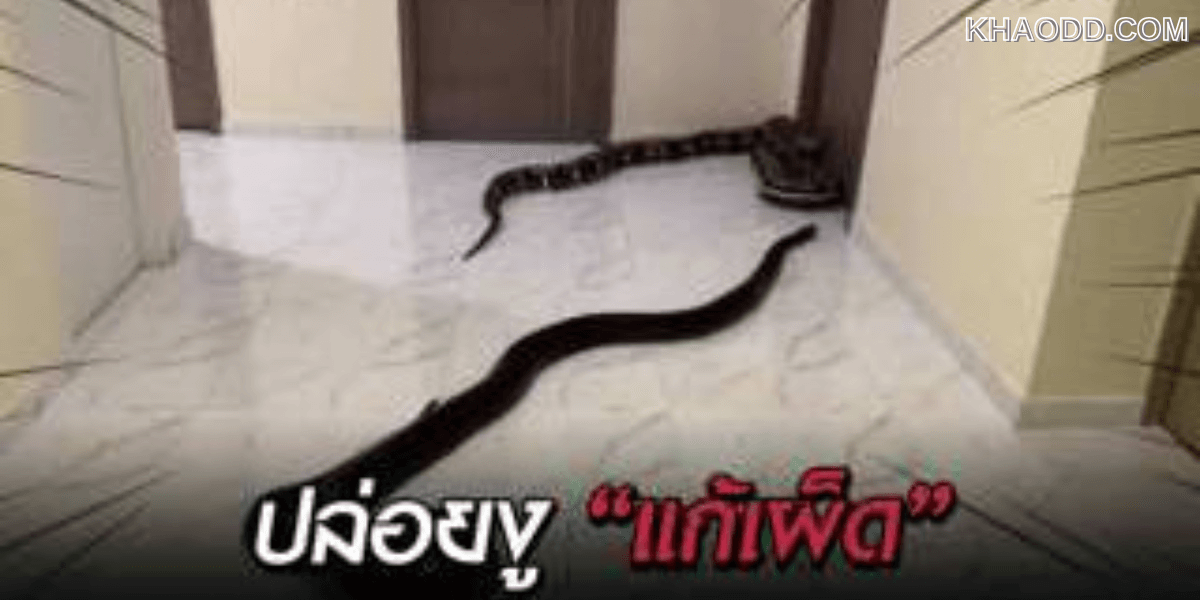 หนุ่มปล่อยงูตัวใหญ่เป้งกลางคอนโดฯ หลังเพื่อนบ้านแอบเลี้ยงหมา