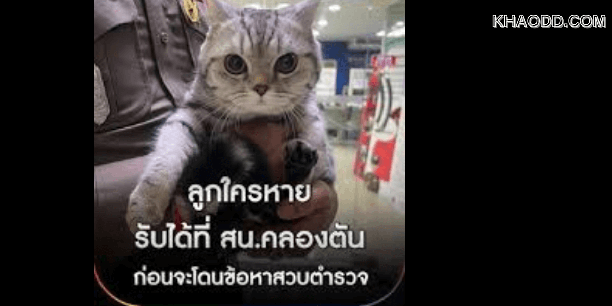 เจอเจ้าของแล้ว _น้องแมวพลัดหลง