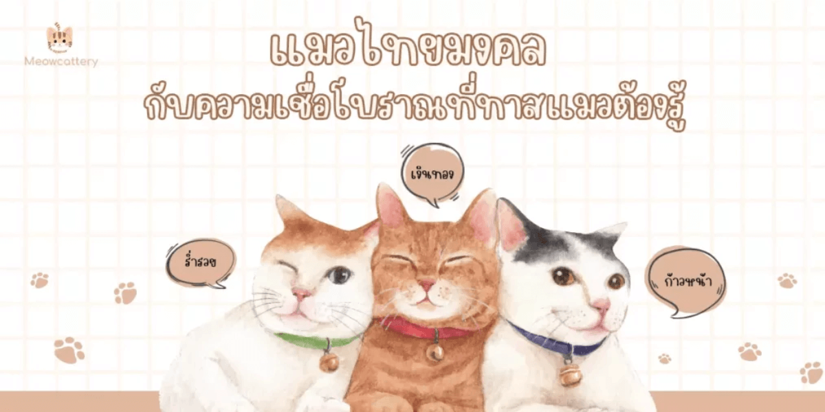 ความเชื่อโบราณเกี่ยวกับแมว
