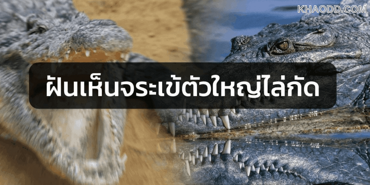 ทำนายฝันเห็นจระเข้ตัวใหญ่ (2)