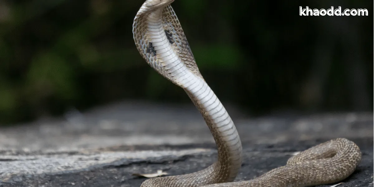 ฝันเห็นงู เลขเด็ดประจำความฝัน