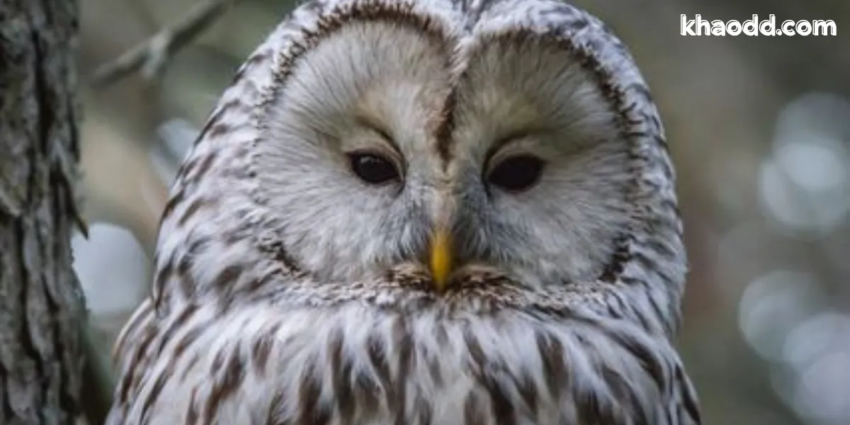 ฝันเห็นนกฮูก หมายถึงอะไร เปิดคำทำนายฝันพร้อมเลขเด็ดนำโชค