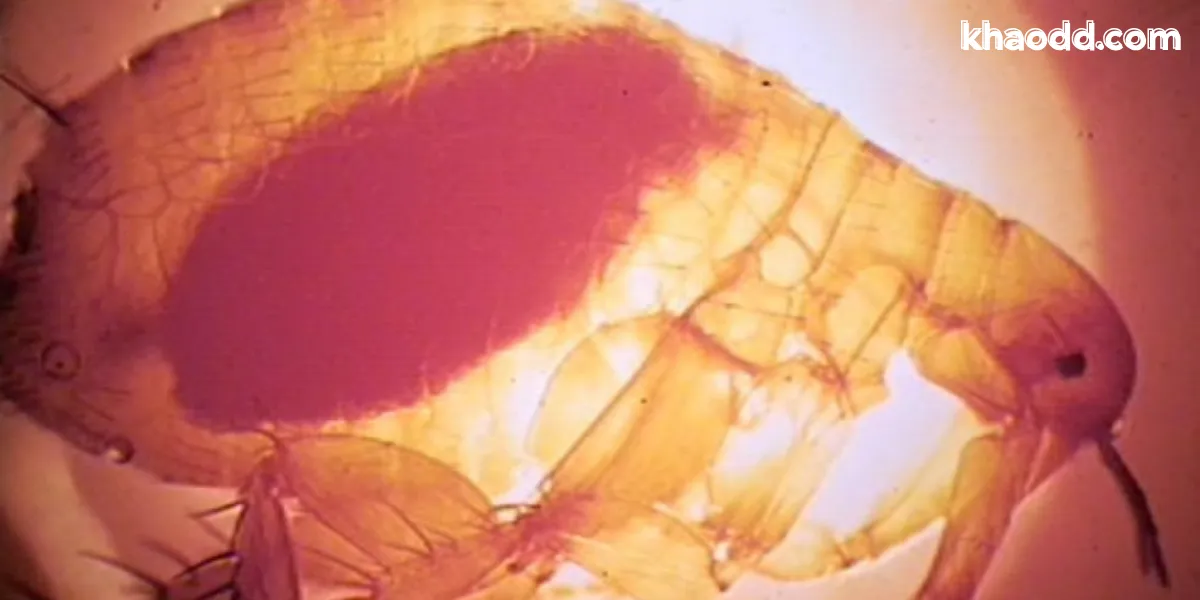 กำเนิดกาฬโรค The Black Death