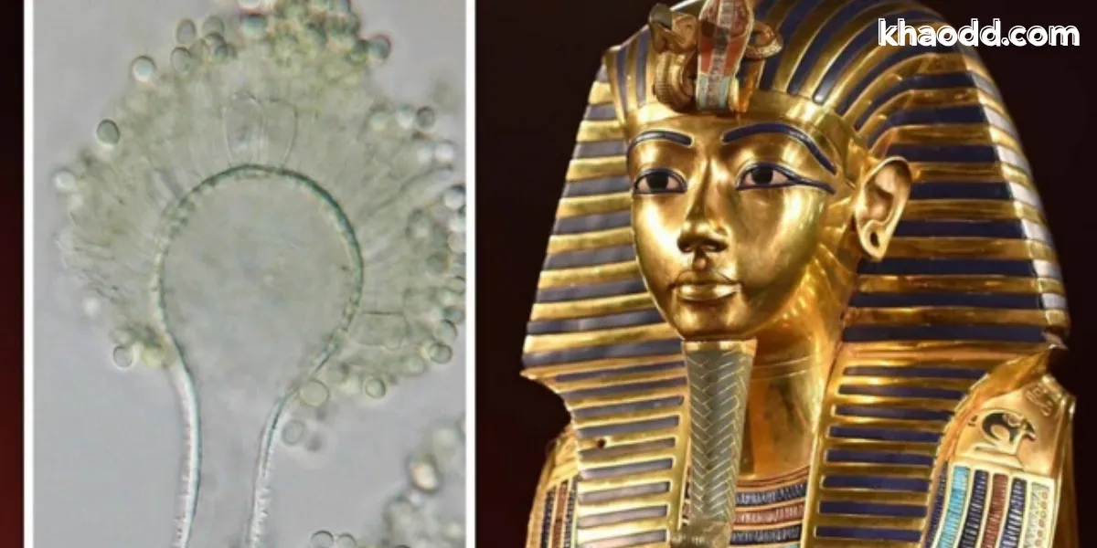 คำสาปของโลก