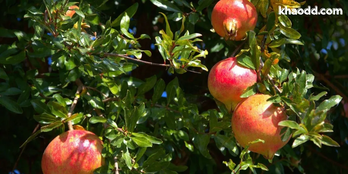 ต้นไม้มงคล-ไล่ผี