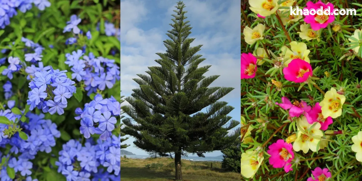 ต้นไม้หน้าบ้าน ปลูกอะไรดี? เสริมสิริมงคล ดึงดูดโชคลาภ