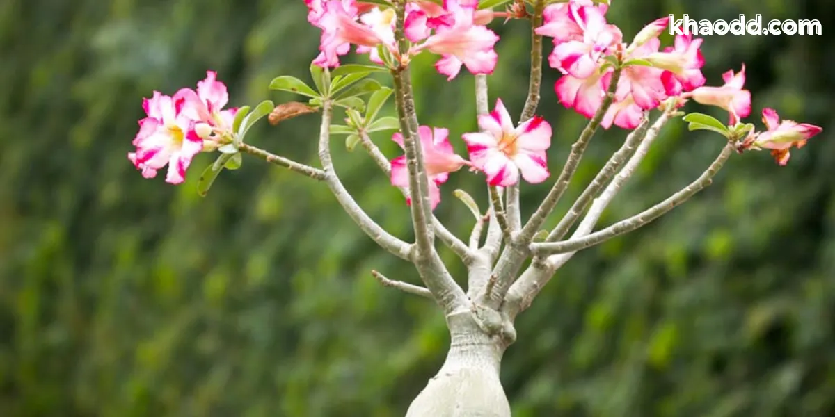 ต้นไม้หน้าบ้านยอดนิยม