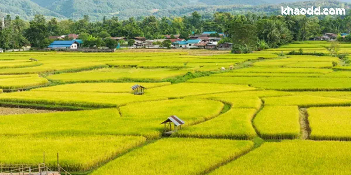 ที่เที่ยวน่าน สุดสโลว์ไลฟ์ รีวิวฉบับเต็ม เมืองรองแห่งความสงบ