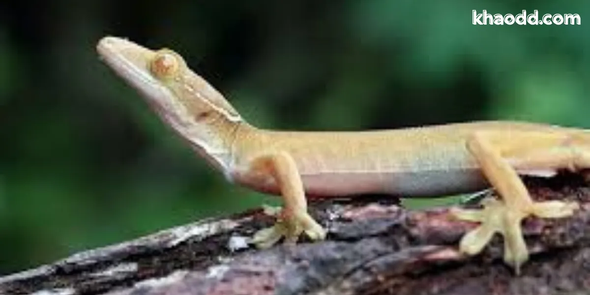 ฝันเห็นจิ้งจก ความหมาย ทำนายฝัน พร้อมเลขเด็ดครบทุกสถานการณ์