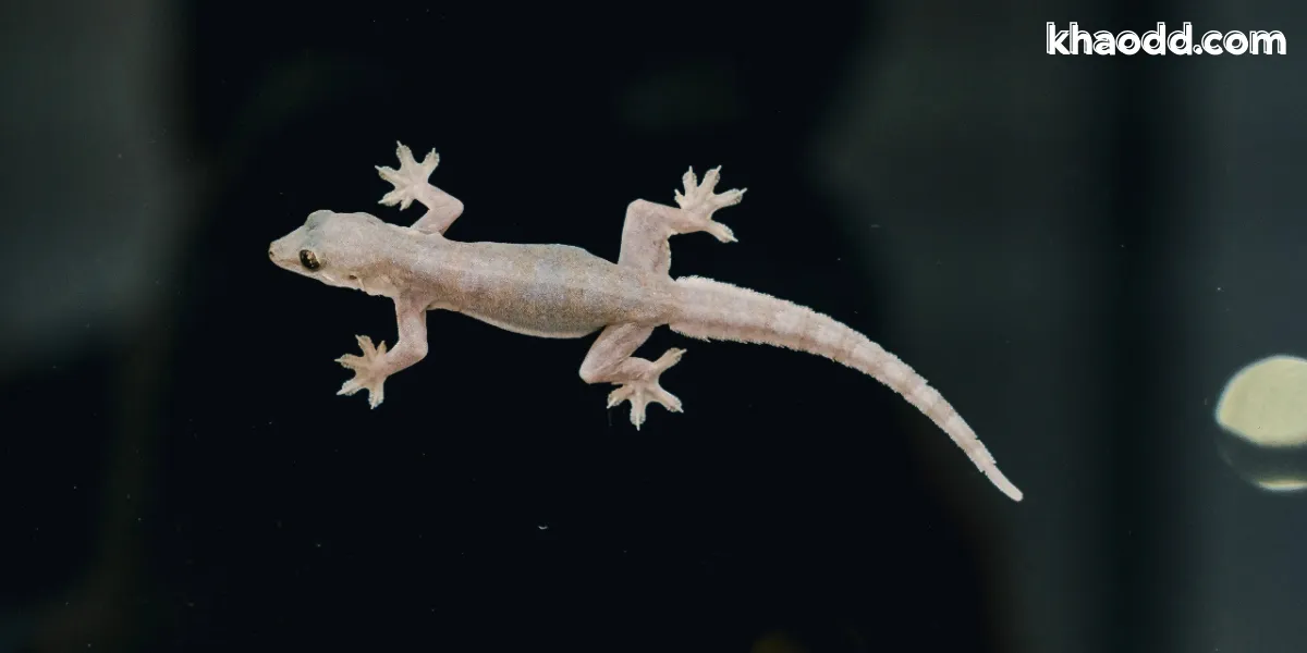 ฝันเห็นจิ้งจก ความหมาย ทำนายฝัน พร้อมเลขเด็ดครบทุกสถานการณ์