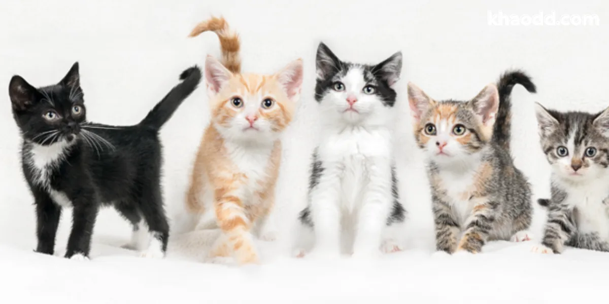 ฝันเห็นลูกแมว