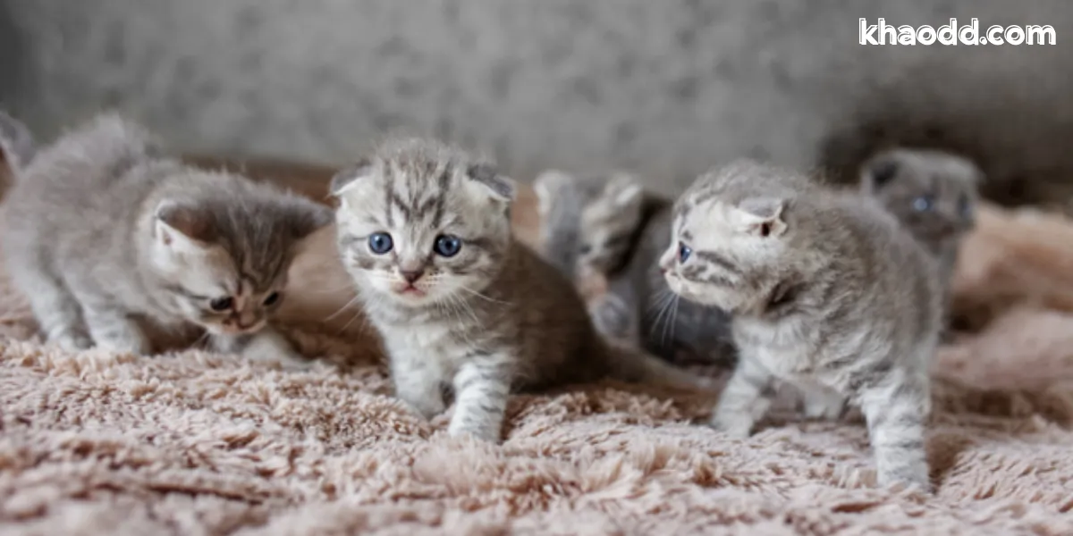 ความหมายโดยรวมของ “ฝันเห็นลูกแมว”