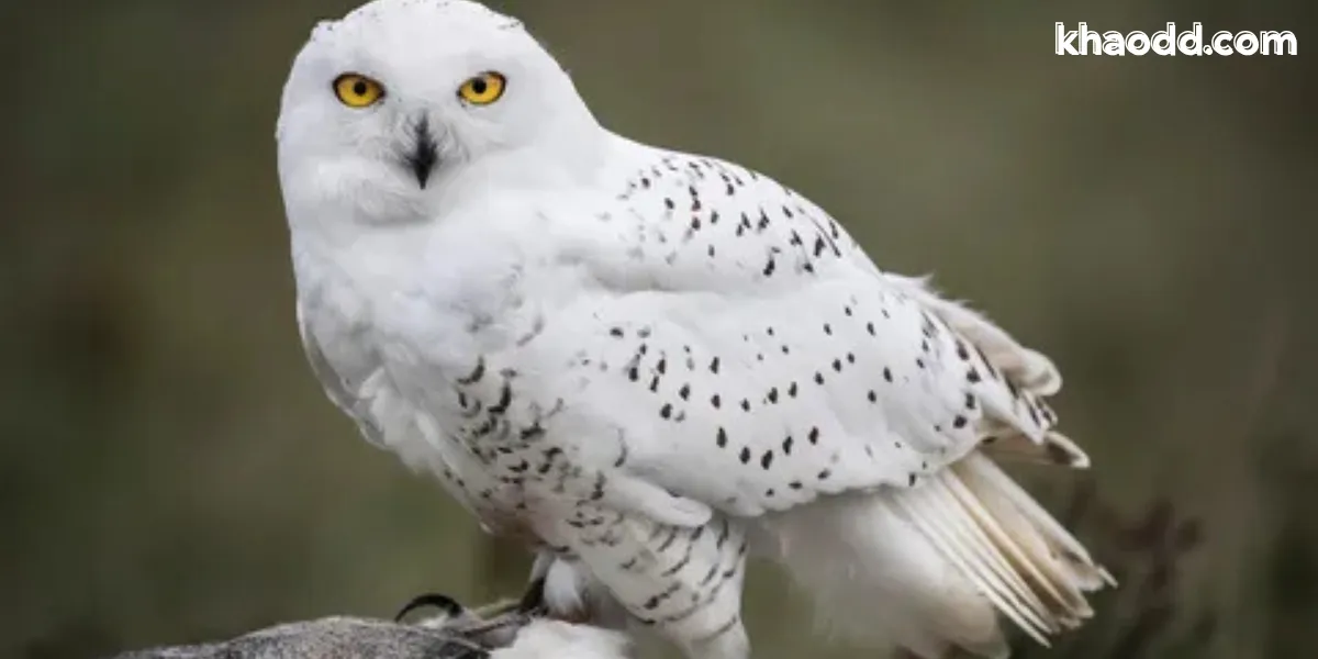 ลางร้ายบอกเหตุ