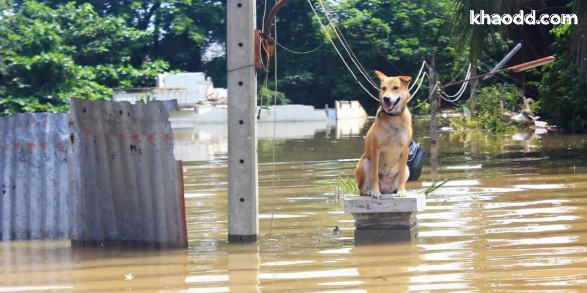 วิธีป้องกันและดูแลสุขภาพในช่วงน้ำท่วม