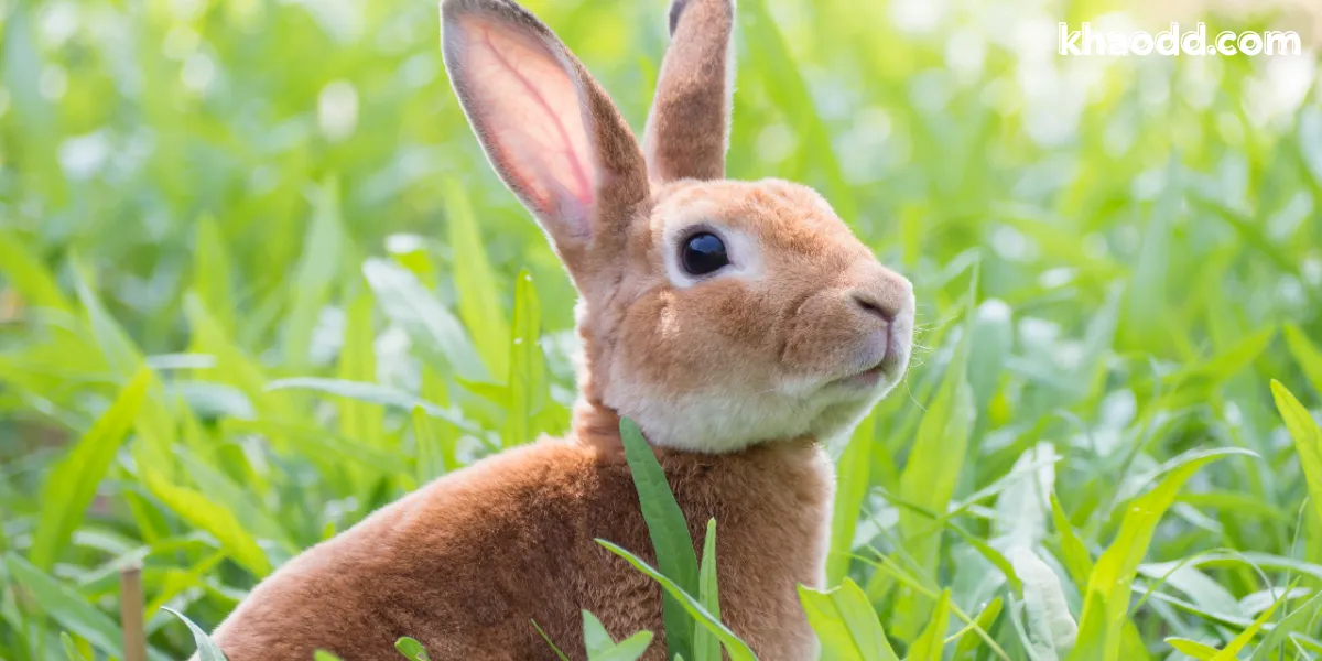 ฝันเห็นกระต่าย หมายความว่าอะไร? เปิดคำทำนายโชคลาภ