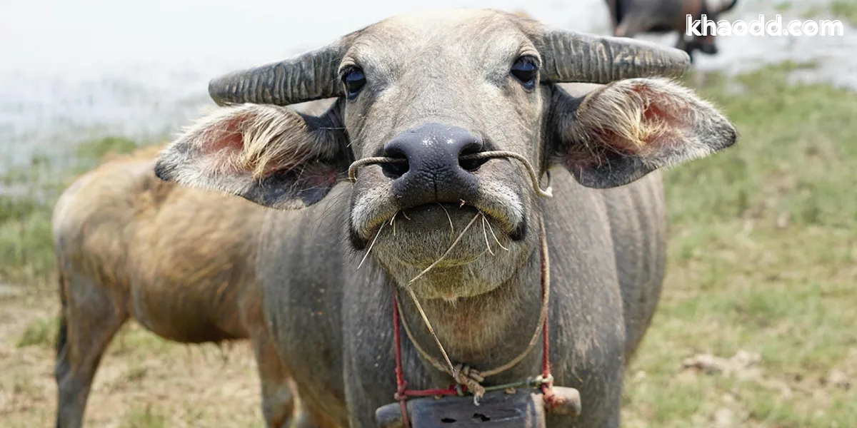 ฝันเห็นควาย 1 ตัว