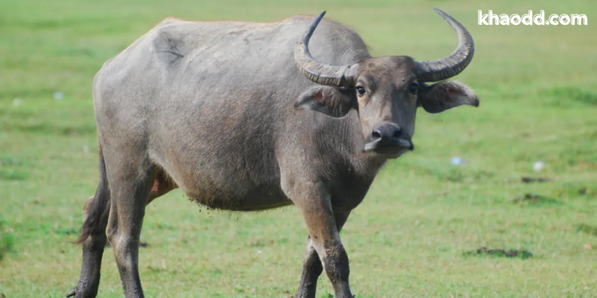 ฝันเห็นควาย หมายถึงอะไร พร้อมเลขเด็ดตามความเชื่อ